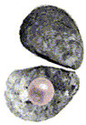 oyster.gif (5753 bytes)